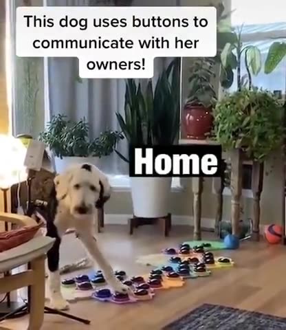 This dog uses buttons to communicate with her owners!