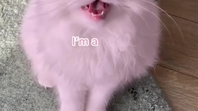 Funny cat video 😊😉😉