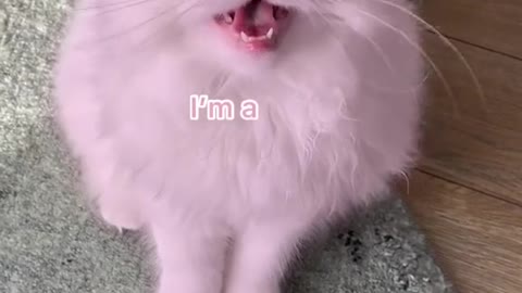 Funny cat video 😊😉😉