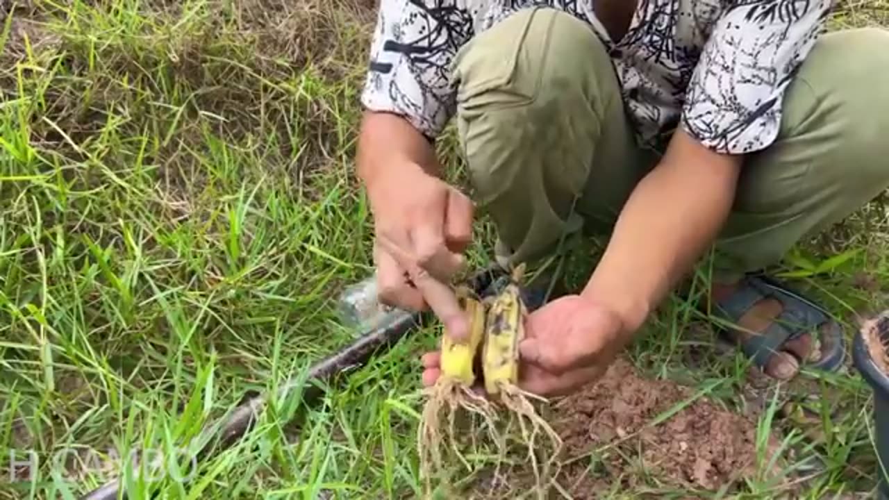 New method of planting bananas with coca and duck eggs to get more fruit than usual​