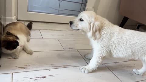 Golden Retriever Puppy Confused by New Cat love