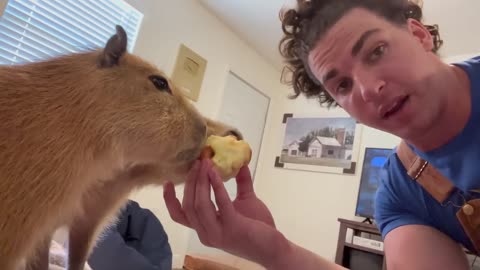 Capybara vs Piglet (Quandale Dingle Dies)