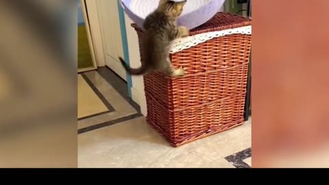 Funniest Dogs And Cats Videos 😁 - Best Funny Animal Videos 2023 🥰