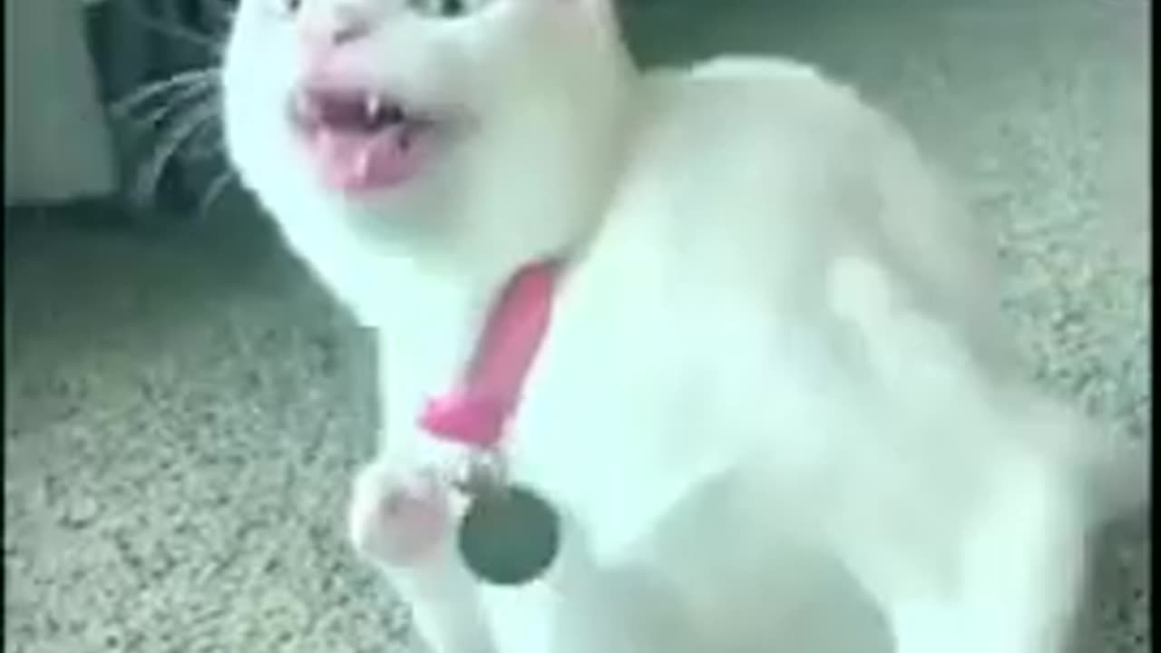 Funny_Animal_Videos__Funny_Animals___Try_not_to_laugh_Shorts