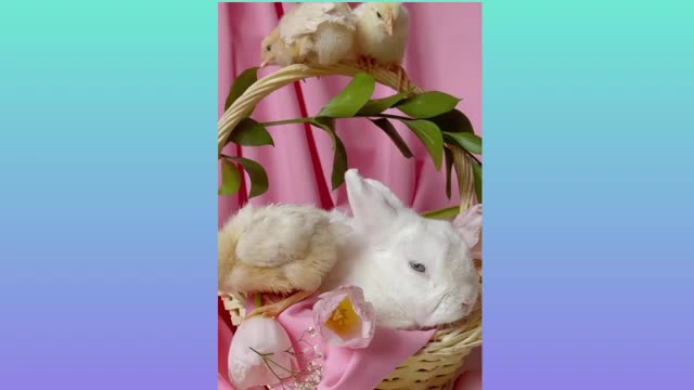 OMG so cute rabbits video