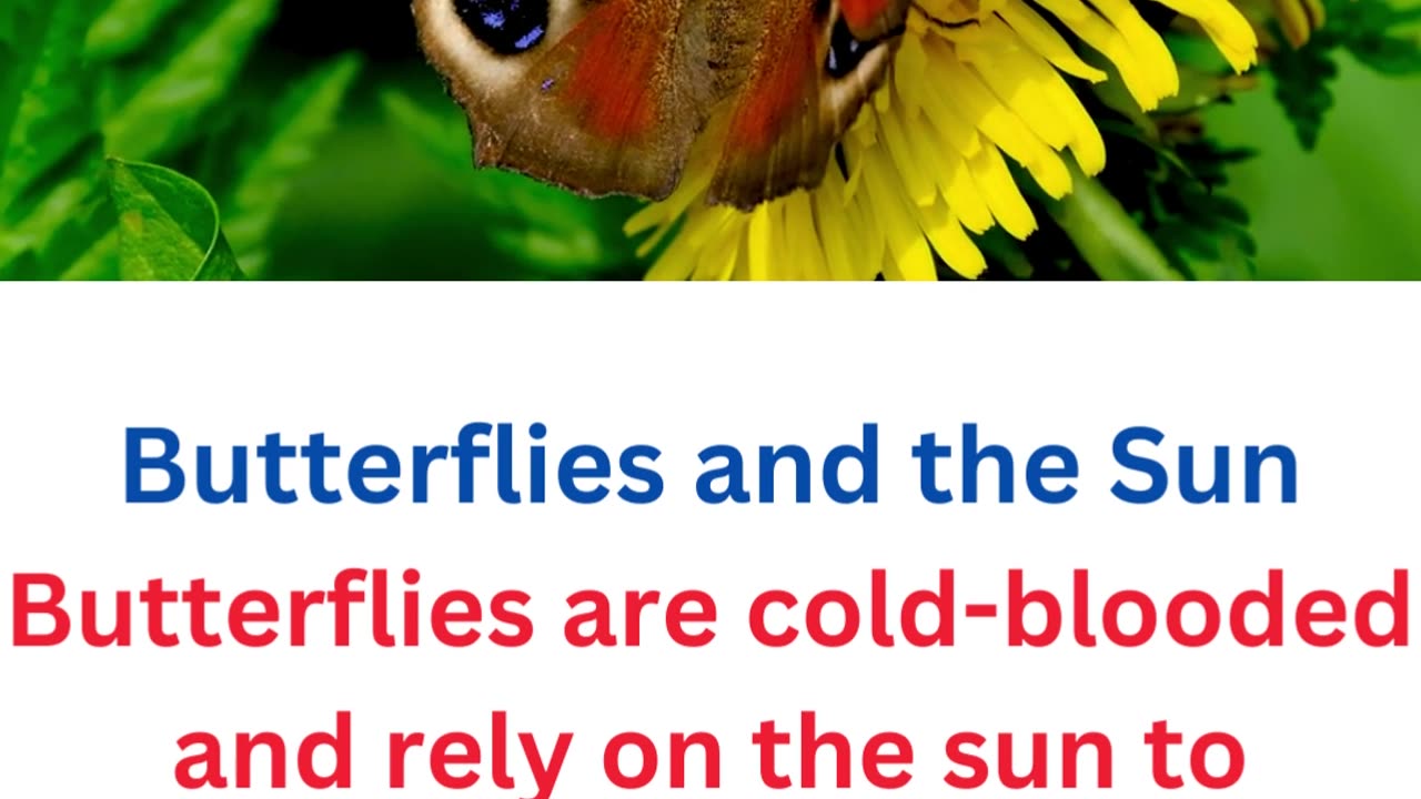 facts about butterflies...9/25