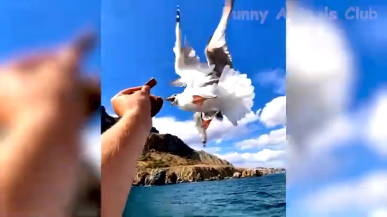 Funniest Animal Videos😲 and crazy dogs