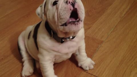 Bentley the Bulldog Puppy is fussy