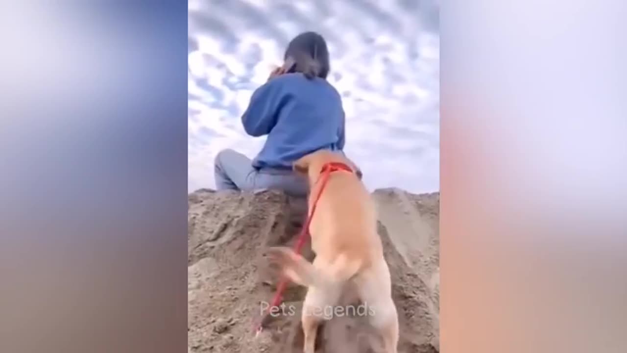 Funny animal
