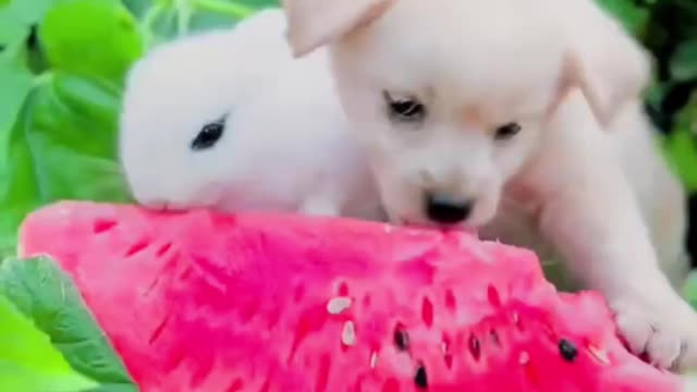 The rabbit eats watermelon