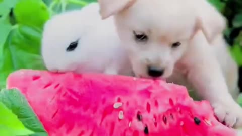 The rabbit eats watermelon