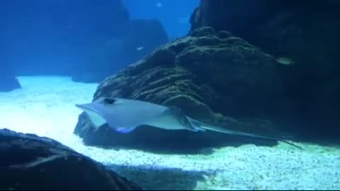 Best Of Aquatic Animals 🎏
