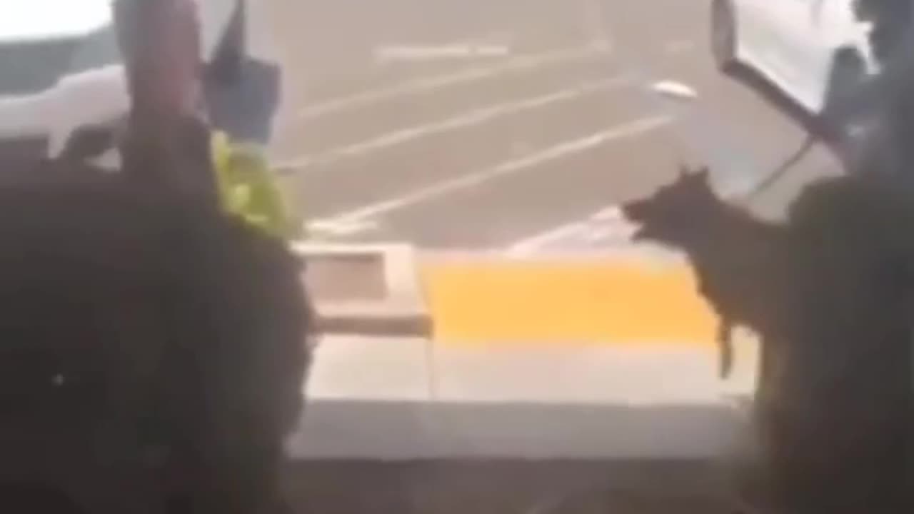 Fur Missile Highlights