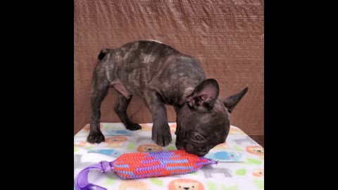 AKC Frenchie Boy