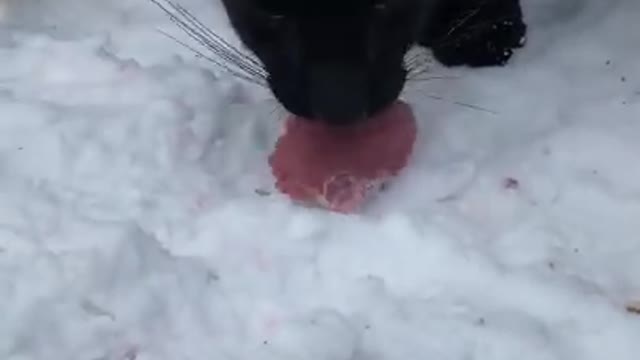 Leopard and Rottweiler share a piece of meat