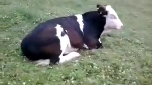 COW PLAYING WITH A DOG