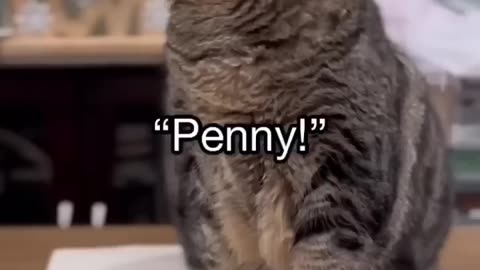 Penny_has_created_perfection!_#talkingcat(720p)