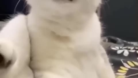 Funny cats