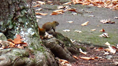 Red Squirrel