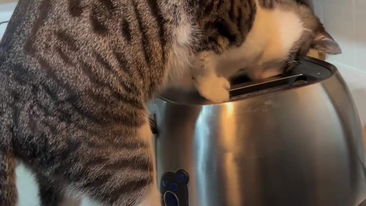 Cat catching a rat in the bread toster.