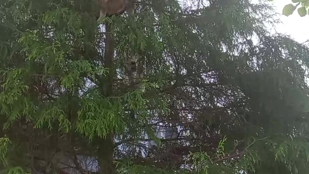 3cats on the tree