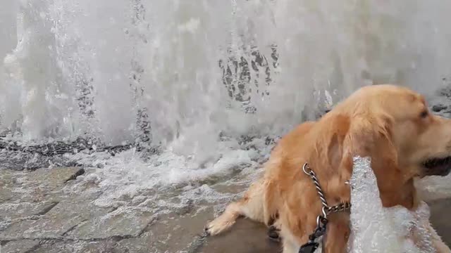 Cubby The Golden Enjoys Fountain