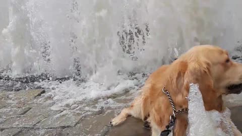 Cubby The Golden Enjoys Fountain