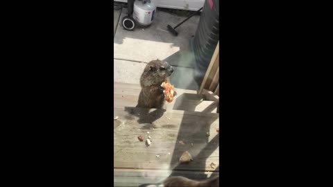 Groundhog Eats Pizza and Teases Cute Dog!