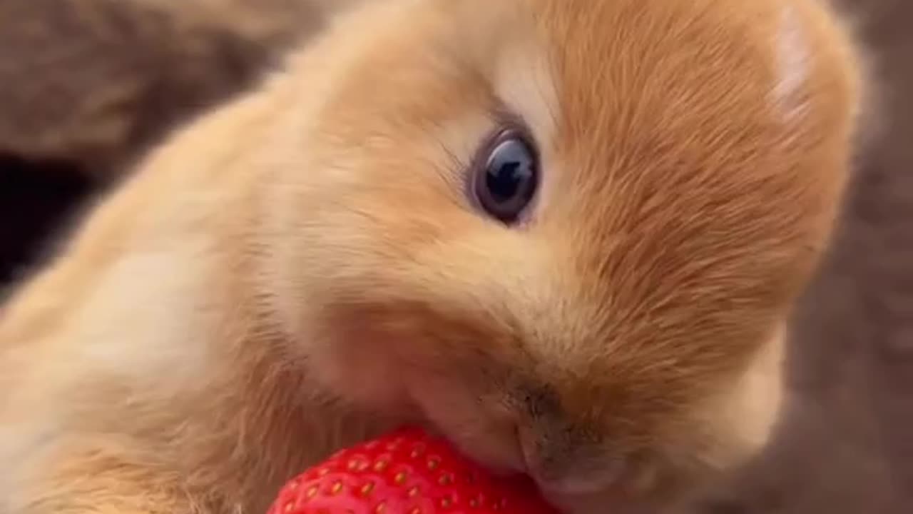 Bunny eating