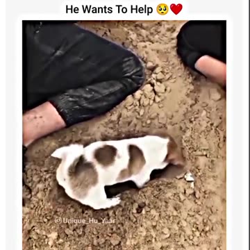 Little puppy wants to help 🥰❤️