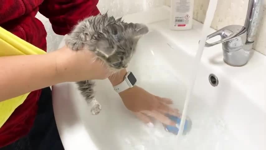 First bath for street kitten