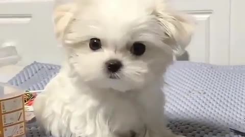 Cute and funny animals