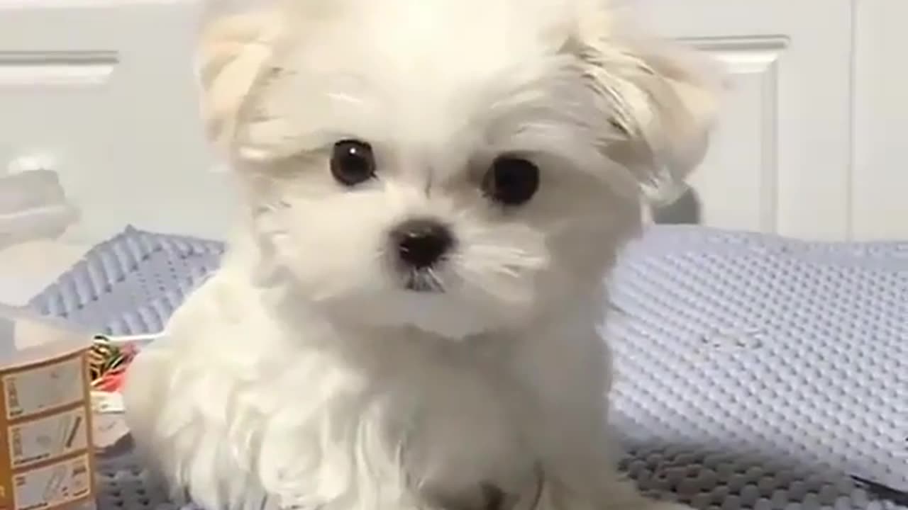 Cute and funny animals