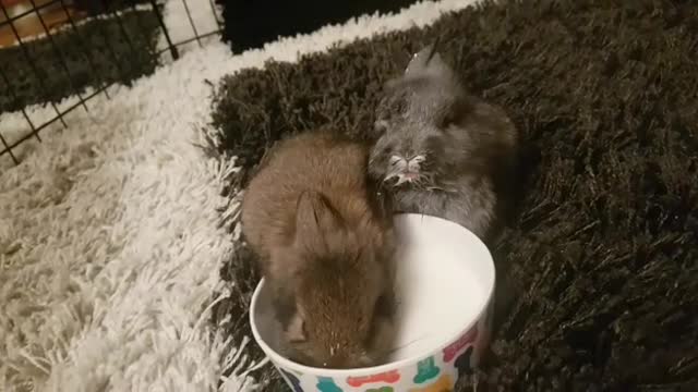 Rabbit