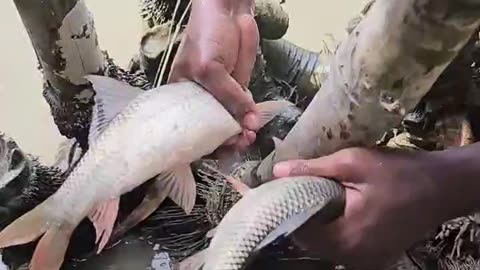 fish caught the root of the bamboo tree