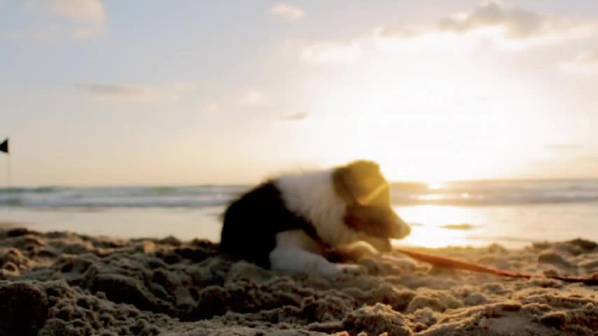A dog funny moments of ocean 🌊 dog playing in the day of India