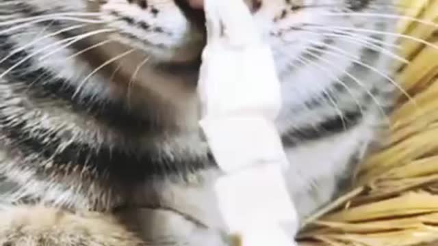 Hahahah Funny Cute Cat Got Angry | Funny Angry Cats Videos | Funny Animals cat lover