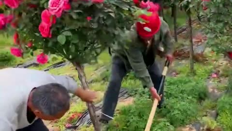 Rose Flowers Growing #Gardening #Farming