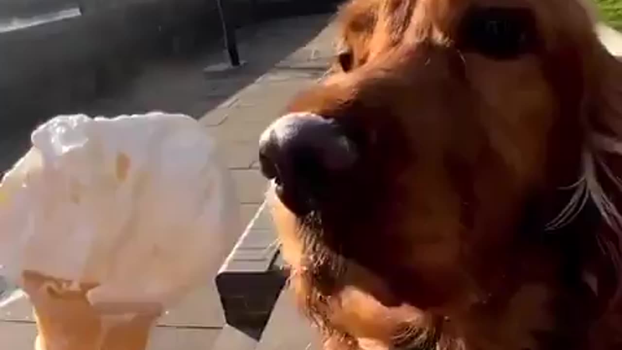 Just a small bite🍦🐶