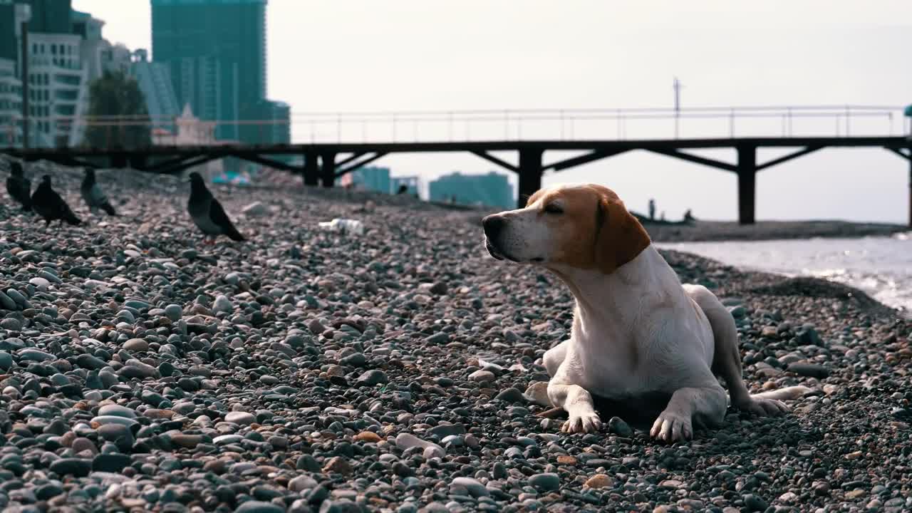 Dog laying on a stone beach