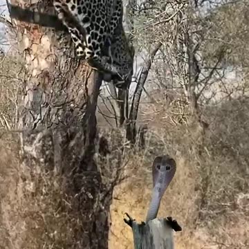 Leopard 🐆 vs snake 🐍 face to face
