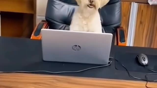 Funny video dog runs a meeting 🤣🤣🤣