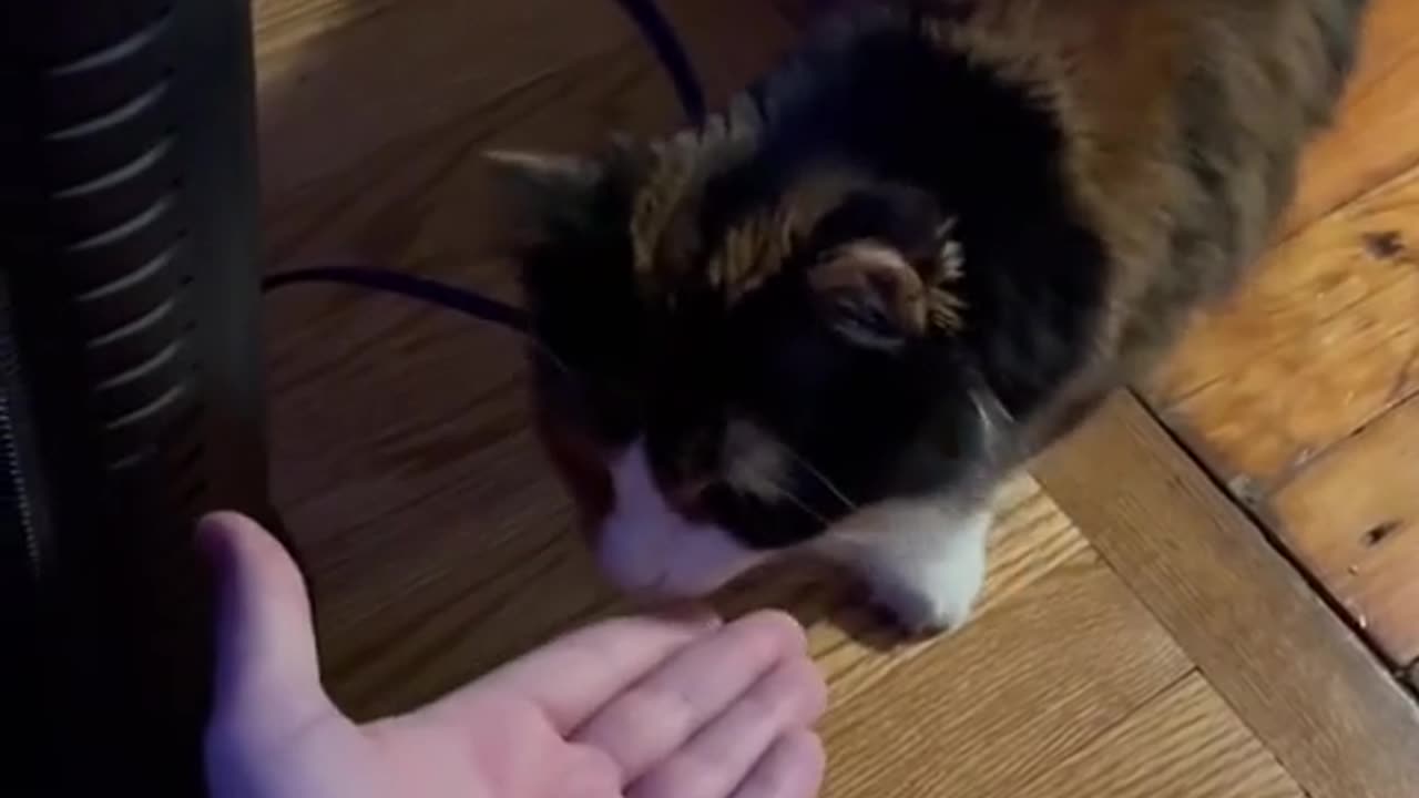 palm feeding a weird cat