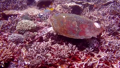 Gaint sea turtles, Amazing coral reef fish