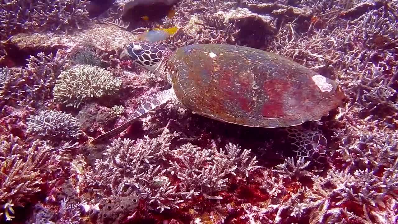 Gaint sea turtles, Amazing coral reef fish