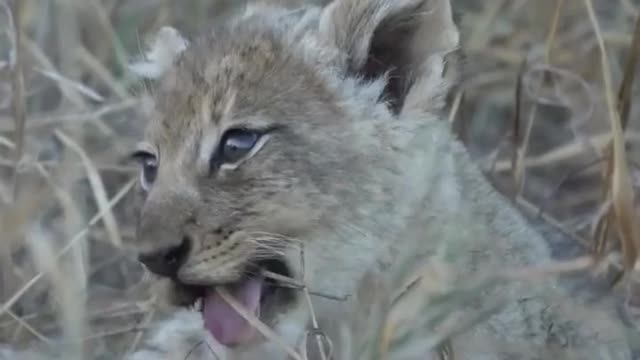 Eating grass helps the cat family lions