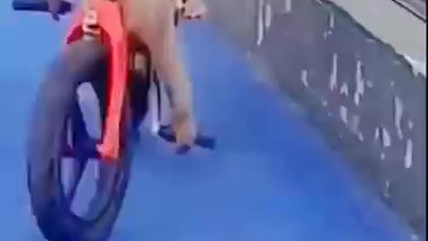 Funny monkey 😂😂😂