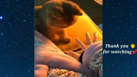 Funny Cats💗Cute and Cat Videos🌷Compilation