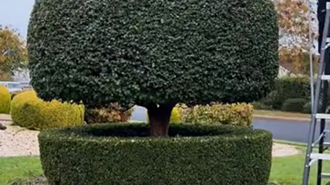 Satisfying Grass cutting