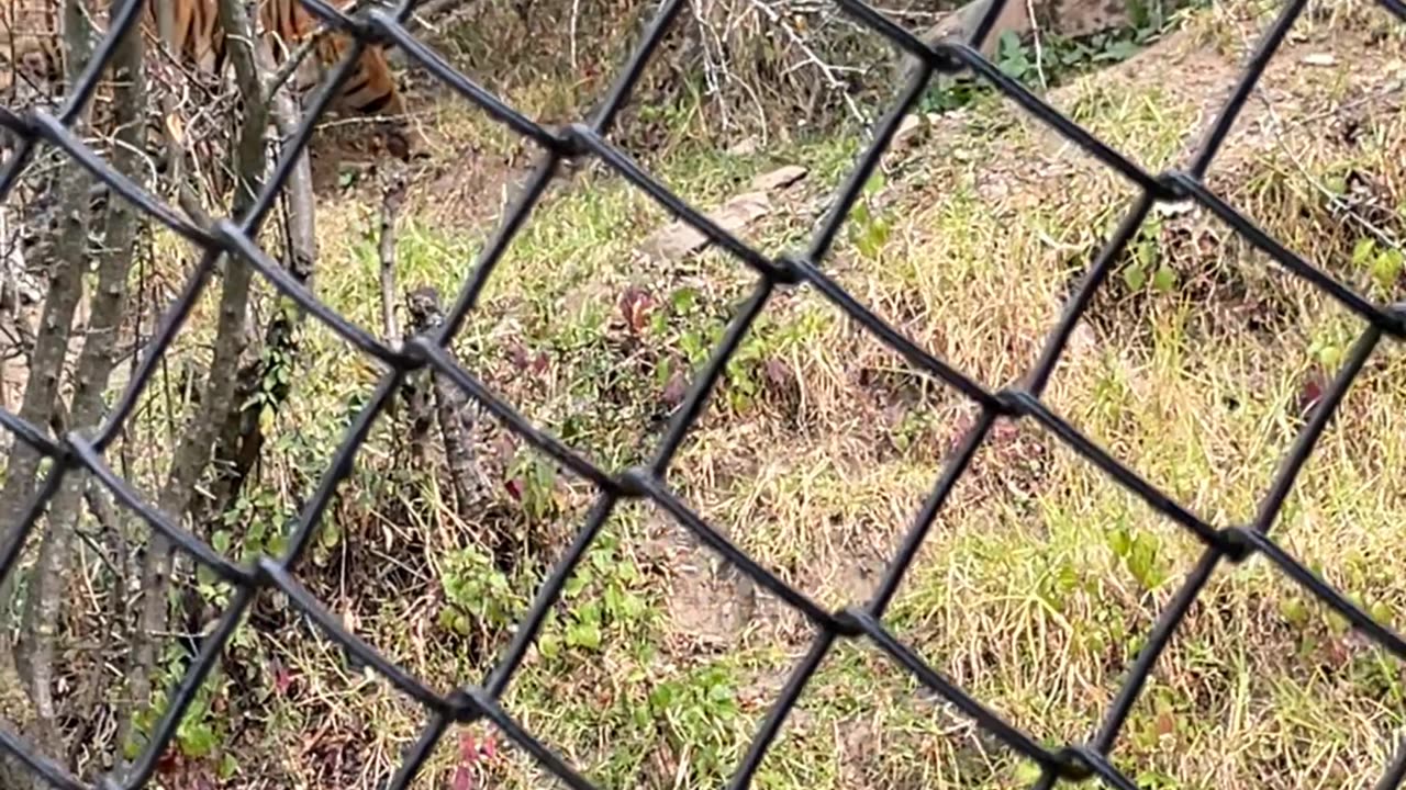 Angry Tiger in Zoo | Zoo Life